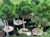 Pušis kalninė ,Sherwood Compact' (lot. Pinus mugo) Pušis kalninė ,Sherwood Compact' (lot. Pinus mugo)